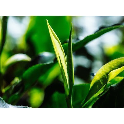 順順茶 野煦紅茶環保茶包 ｜ 產地直送 日月潭紅茶 自然農法 三角立體茶包-細節圖2