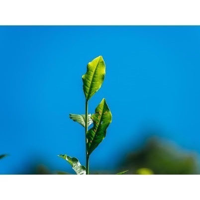 順順茶 野煦紅茶環保茶包 ｜ 產地直送 日月潭紅茶 自然農法 三角立體茶包-細節圖3