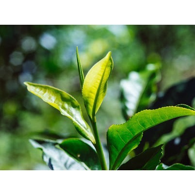 順順茶 紅玉紅茶 環保裸裝｜產地直送 日月潭紅茶 自然農法 玉米纖維可降解PLA 三角立體茶包-細節圖2