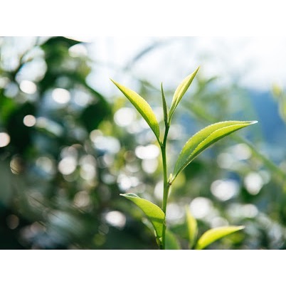 順順茶 紅玉紅茶 環保裸裝｜產地直送 日月潭紅茶 自然農法 玉米纖維可降解PLA 三角立體茶包-細節圖4
