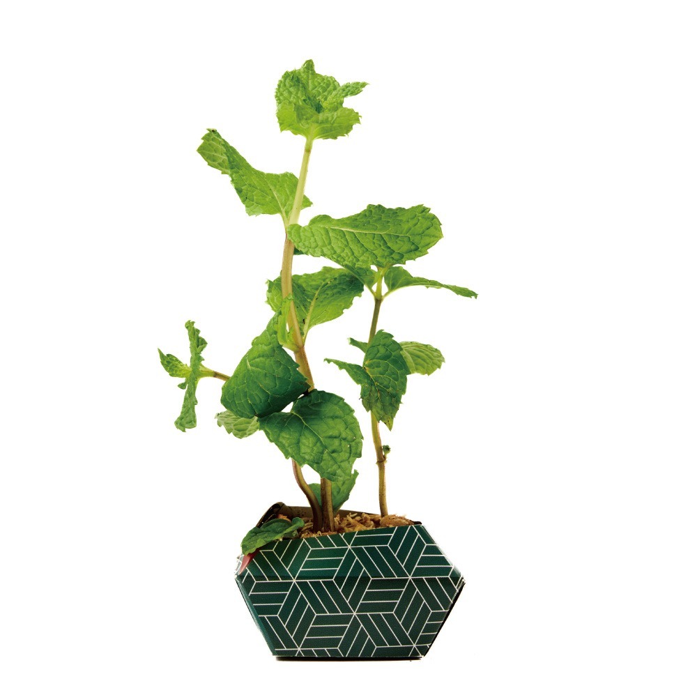 OriBon摺紙盆栽組合：淡雅和風三色-細節圖5