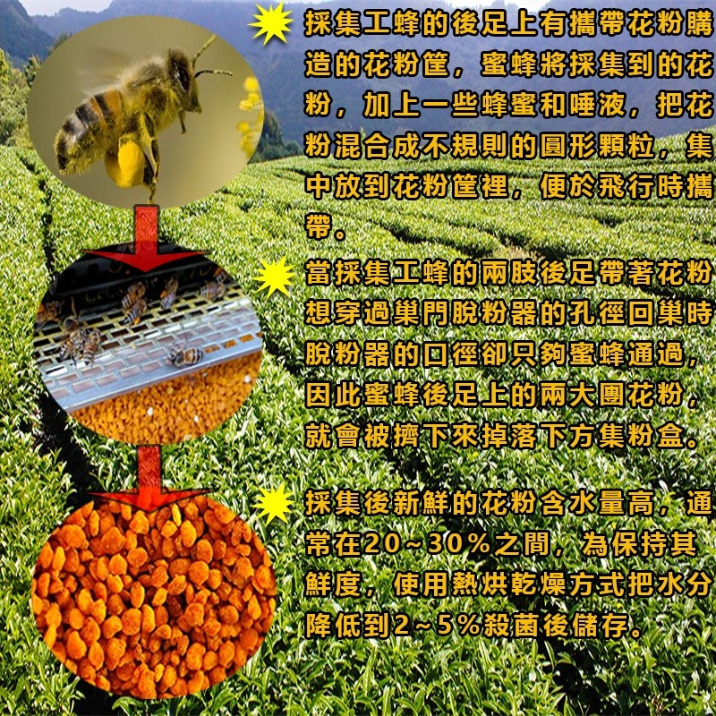 【朵蕾蜜蜂坊】台灣山茶花粉 蜂農現貨直售 快速出貨 台灣蜂蜜 蜂蜜-細節圖2