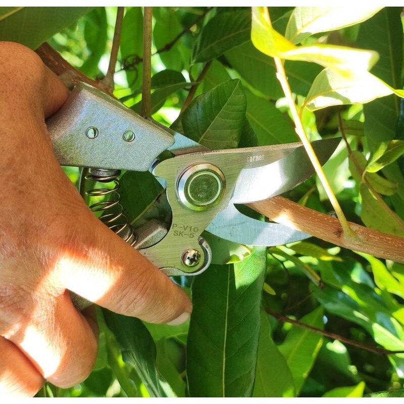 🔴現貨特價175 SK5自動回彈園藝剪刀.樹枝剪.花剪 花藝剪刀.果樹剪.摘果剪.高枝剪.檳榔剪刀 園丁剪 花枝剪-細節圖2