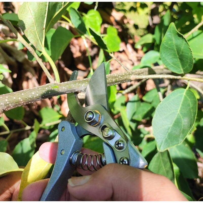 🔴現貨特價175 SK5自動回彈園藝剪刀.樹枝剪.花剪 花藝剪刀.果樹剪.摘果剪.高枝剪.檳榔剪刀 園丁剪 花枝剪-細節圖3