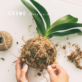 CARMO智利水苔 水草｜介質｜觀葉介質｜鹿角蕨｜甲蟲｜組盆｜蘭花｜上板好用-細節圖2