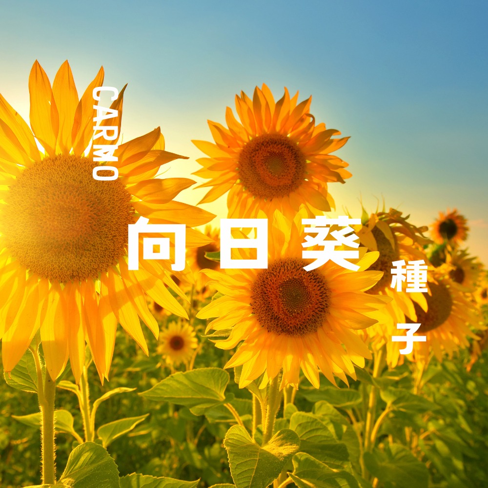 CARMO向日葵種子(單份)  園藝種子 台灣自產 有機自種無毒 DIY種植套組-細節圖4