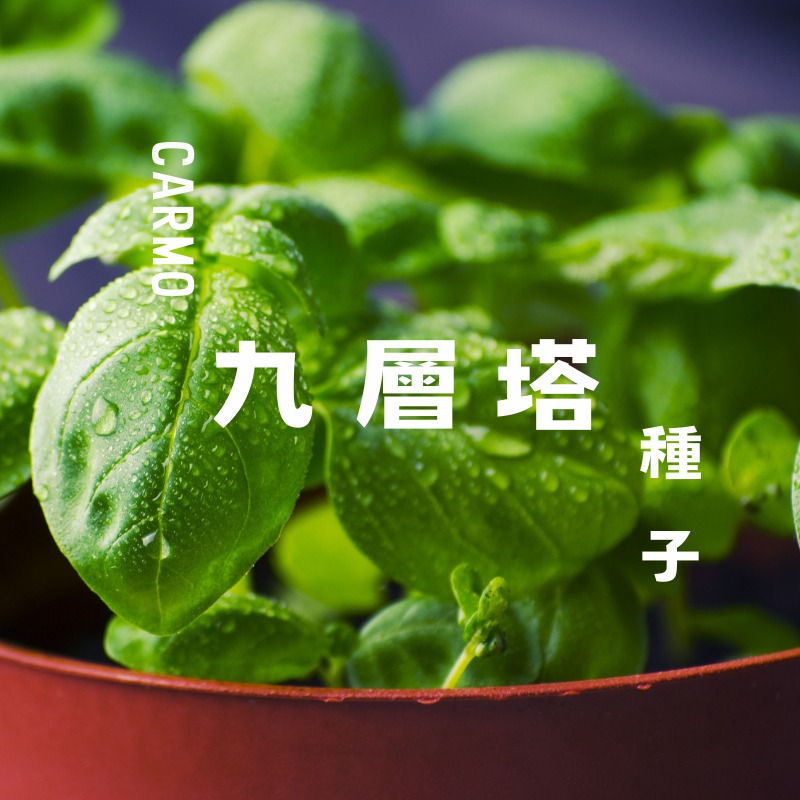 CARMO九層塔種子(0.2g)  園藝種子 台灣自產 有機自種無毒 DIY種植套組-細節圖2