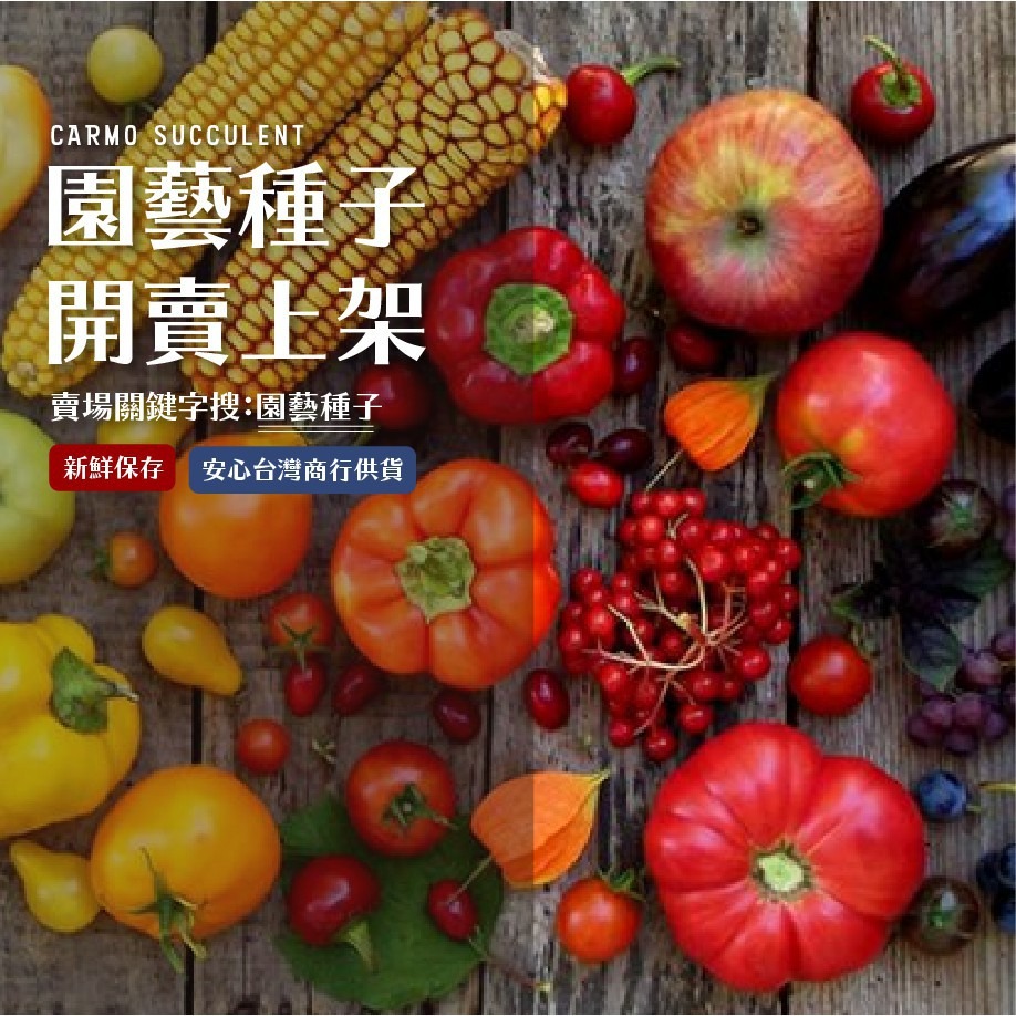 CARMO九層塔種子(0.2g)  園藝種子 台灣自產 有機自種無毒 DIY種植套組-細節圖4