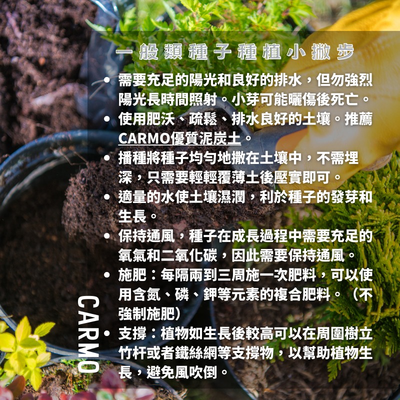 CARMO圓葉萵苣(5g) A菜園藝種子台灣自產 有機自種無毒 DIY種植套組-細節圖3