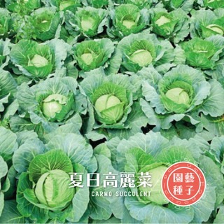 CARMO高麗菜種子(6粒) 園藝種子台灣自產 有機自種無毒 DIY種植套組-細節圖2