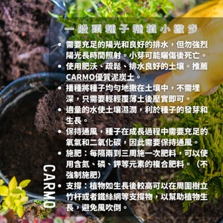 CARMO高麗菜種子(6粒) 園藝種子台灣自產 有機自種無毒 DIY種植套組-細節圖3