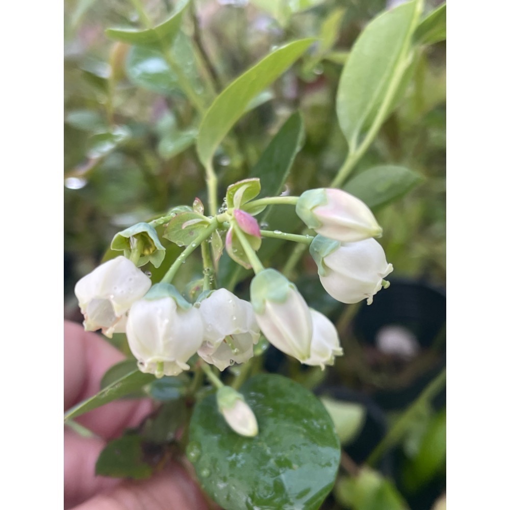 「預購11月出貨」到貨台灣國產藍莓爆米花-細節圖2