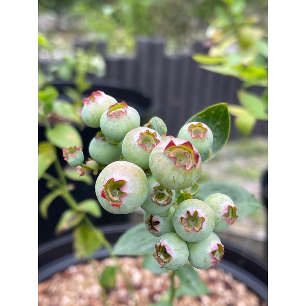 「預購11月出貨」到貨台灣國產藍莓爆米花-細節圖3