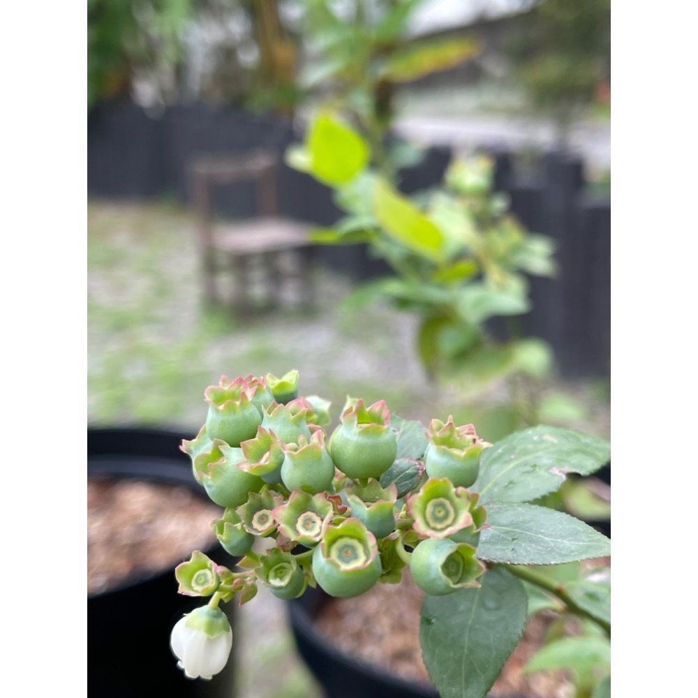 「預購11月出貨」到貨台灣國產藍莓爆米花-細節圖4