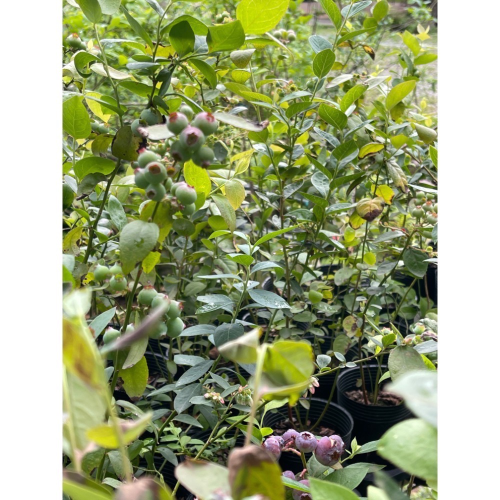 「預購11月出貨」到貨台灣國產藍莓爆米花-細節圖5