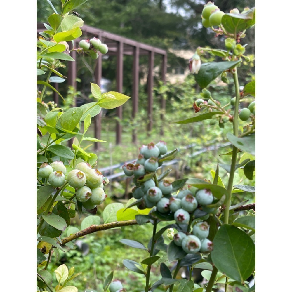 「預購出貨」台灣國產藍莓爆米花-細節圖6