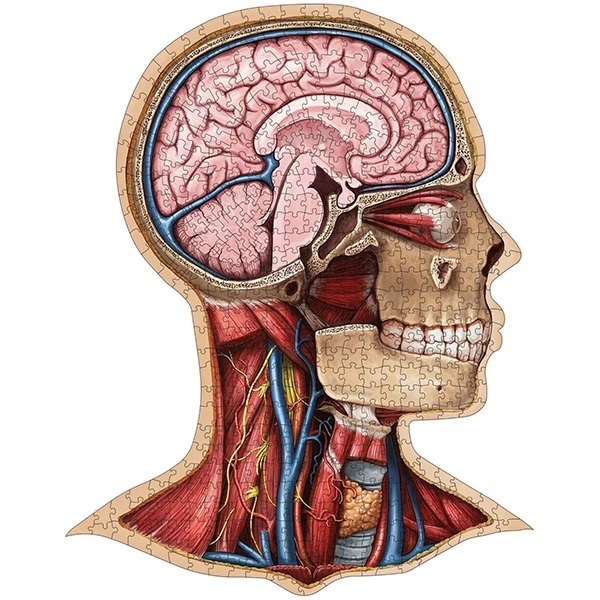 SC - CMI醫學認證：人體解剖拼圖-頭部 USY210001 (拼圖完成尺寸：58*45公分)-細節圖2