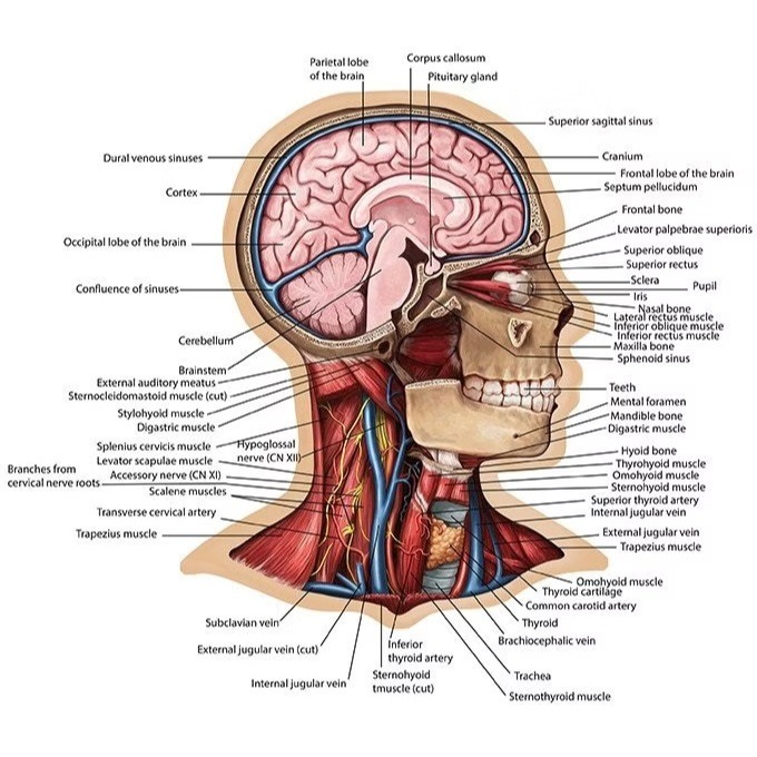 SC - CMI醫學認證：人體解剖拼圖-頭部 USY210001 (拼圖完成尺寸：58*45公分)-細節圖5