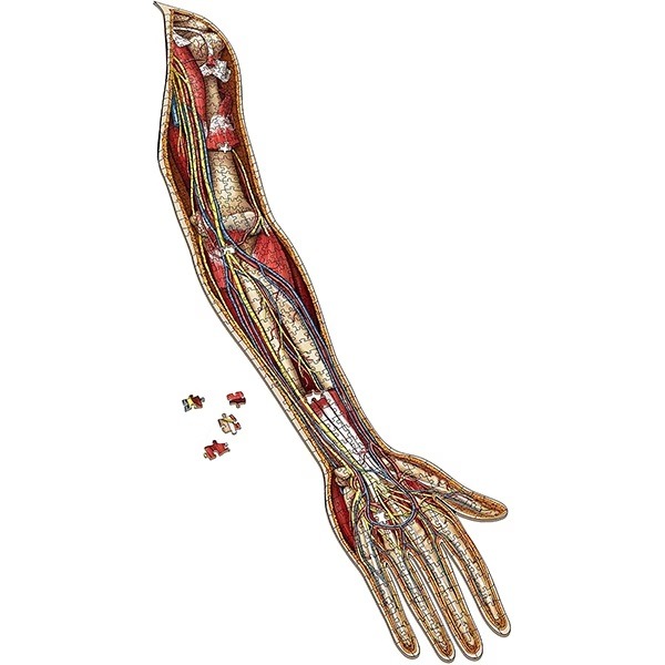 SC - CMI醫學認證:人體解剖拼圖-左手臂(骨骼結構) USY210004 (拼圖完成尺寸約：134*28公分)-細節圖2