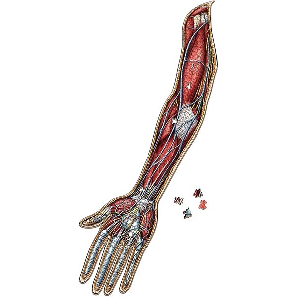 SC - CMI醫學認證:人體解剖拼圖-右手臂(肌肉組織) USY210005(拼圖完成尺寸約：134*28公分)-細節圖2