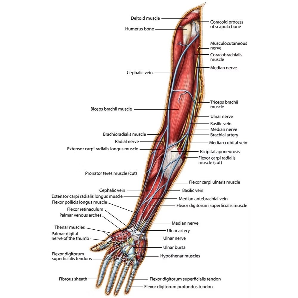 SC - CMI醫學認證:人體解剖拼圖-右手臂(肌肉組織) USY210005(拼圖完成尺寸約：134*28公分)-細節圖4