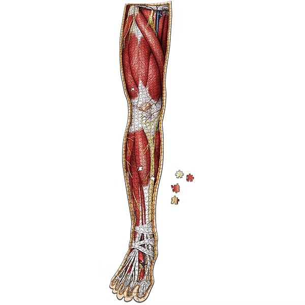 SC - CMI醫學認證:人體解剖拼圖-右腿(肌肉組織) USY210007 (拼圖完成尺寸約：168*33公分)-細節圖2