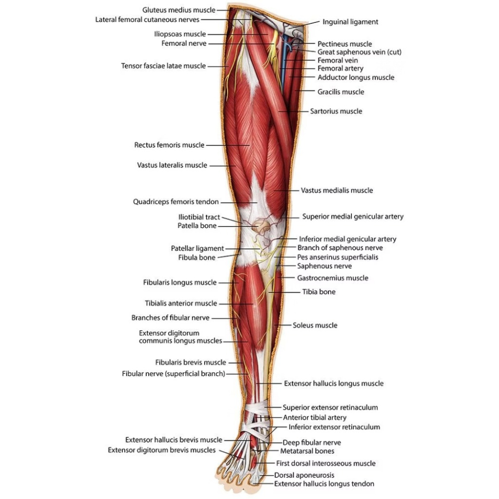 SC - CMI醫學認證:人體解剖拼圖-右腿(肌肉組織) USY210007 (拼圖完成尺寸約：168*33公分)-細節圖4