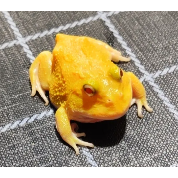 角蛙 黃金角蛙 綠角蛙 草莓角蛙 皮卡丘角蛙 蛋黃哥 老爺樹蛙 非洲牛蛙 鐘角蛙 霸王角蛙 祕魯角蛙 變異角蛙 魔眼角蛙-細節圖3