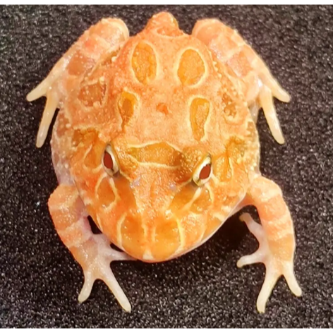 角蛙 黃金角蛙 綠角蛙 草莓角蛙 皮卡丘角蛙 蛋黃哥 老爺樹蛙 非洲牛蛙 鐘角蛙 霸王角蛙 祕魯角蛙 變異角蛙 魔眼角蛙-細節圖4