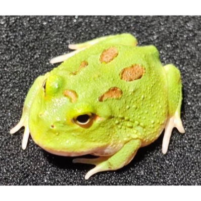 角蛙 黃金角蛙 綠角蛙 草莓角蛙 皮卡丘角蛙 蛋黃哥 老爺樹蛙 非洲牛蛙 鐘角蛙 霸王角蛙 祕魯角蛙 變異角蛙 魔眼角蛙-細節圖5