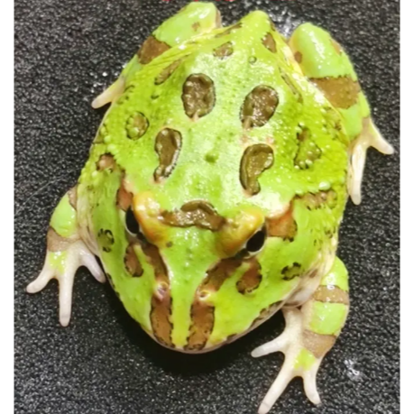 角蛙 黃金角蛙 綠角蛙 草莓角蛙 皮卡丘角蛙 蛋黃哥 老爺樹蛙 非洲牛蛙 鐘角蛙 霸王角蛙 祕魯角蛙 變異角蛙 魔眼角蛙-細節圖6