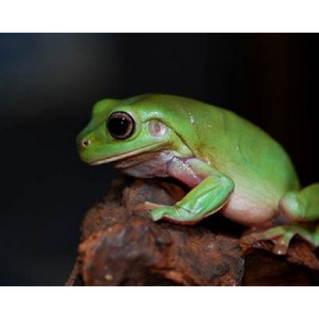 角蛙 黃金角蛙 綠角蛙 草莓角蛙 皮卡丘角蛙 蛋黃哥 老爺樹蛙 非洲牛蛙 鐘角蛙 霸王角蛙 祕魯角蛙 變異角蛙 魔眼角蛙-細節圖7