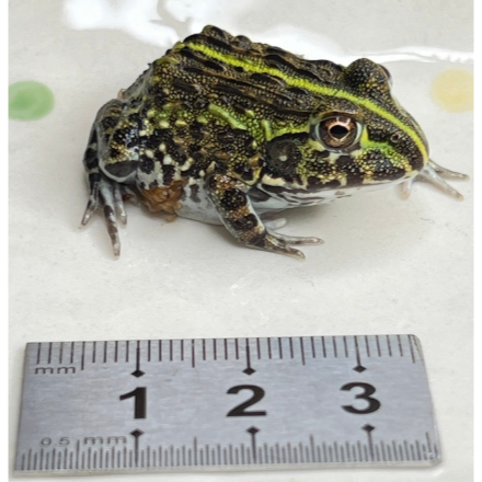 角蛙 黃金角蛙 綠角蛙 草莓角蛙 皮卡丘角蛙 蛋黃哥 老爺樹蛙 非洲牛蛙 鐘角蛙 霸王角蛙 祕魯角蛙 變異角蛙 魔眼角蛙-細節圖8