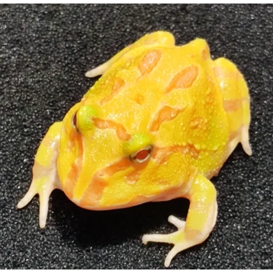 角蛙 黃金角蛙 綠角蛙 草莓角蛙 皮卡丘角蛙 蛋黃哥 老爺樹蛙 非洲牛蛙 鐘角蛙 霸王角蛙 祕魯角蛙 變異角蛙 魔眼角蛙-細節圖9