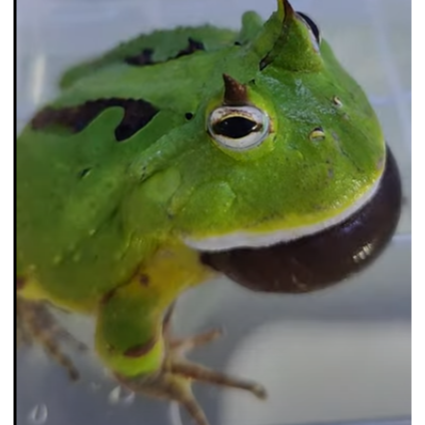 角蛙 黃金角蛙 綠角蛙 草莓角蛙 皮卡丘角蛙 蛋黃哥 老爺樹蛙 非洲牛蛙 鐘角蛙 霸王角蛙 祕魯角蛙 變異角蛙 魔眼角蛙-細節圖10