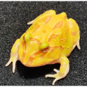 角蛙 黃金角蛙 綠角蛙 草莓角蛙 皮卡丘角蛙 蛋黃哥 老爺樹蛙 非洲牛蛙 鐘角蛙 霸王角蛙 祕魯角蛙 變異角蛙 魔眼角蛙-規格圖10