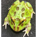 角蛙 黃金角蛙 綠角蛙 草莓角蛙 皮卡丘角蛙 蛋黃哥 老爺樹蛙 非洲牛蛙 鐘角蛙 霸王角蛙 祕魯角蛙 變異角蛙 魔眼角蛙-規格圖10