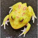 角蛙 黃金角蛙 綠角蛙 草莓角蛙 皮卡丘角蛙 蛋黃哥 老爺樹蛙 非洲牛蛙 鐘角蛙 霸王角蛙 祕魯角蛙 變異角蛙 魔眼角蛙-規格圖10
