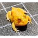 角蛙 黃金角蛙 綠角蛙 草莓角蛙 皮卡丘角蛙 蛋黃哥 老爺樹蛙 非洲牛蛙 鐘角蛙 霸王角蛙 祕魯角蛙 變異角蛙 魔眼角蛙-規格圖10