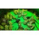 角蛙 黃金角蛙 綠角蛙 草莓角蛙 皮卡丘角蛙 蛋黃哥 老爺樹蛙 非洲牛蛙 鐘角蛙 霸王角蛙 祕魯角蛙 變異角蛙 魔眼角蛙-規格圖10