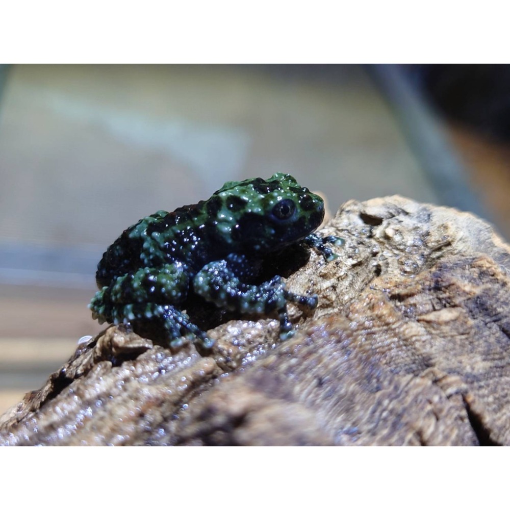 樹蛙 老爺樹蛙 牛奶樹蛙 苔蘚蛙 莫氏樹蛙 紅眼樹蛙 星空蘆葦蛙-細節圖2