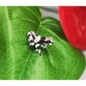 樹蛙 老爺樹蛙 牛奶樹蛙 苔蘚蛙 莫氏樹蛙 紅眼樹蛙 星空蘆葦蛙-規格圖3