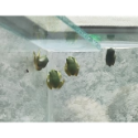 樹蛙 老爺樹蛙 牛奶樹蛙 苔蘚蛙 莫氏樹蛙 紅眼樹蛙 星空蘆葦蛙-規格圖3