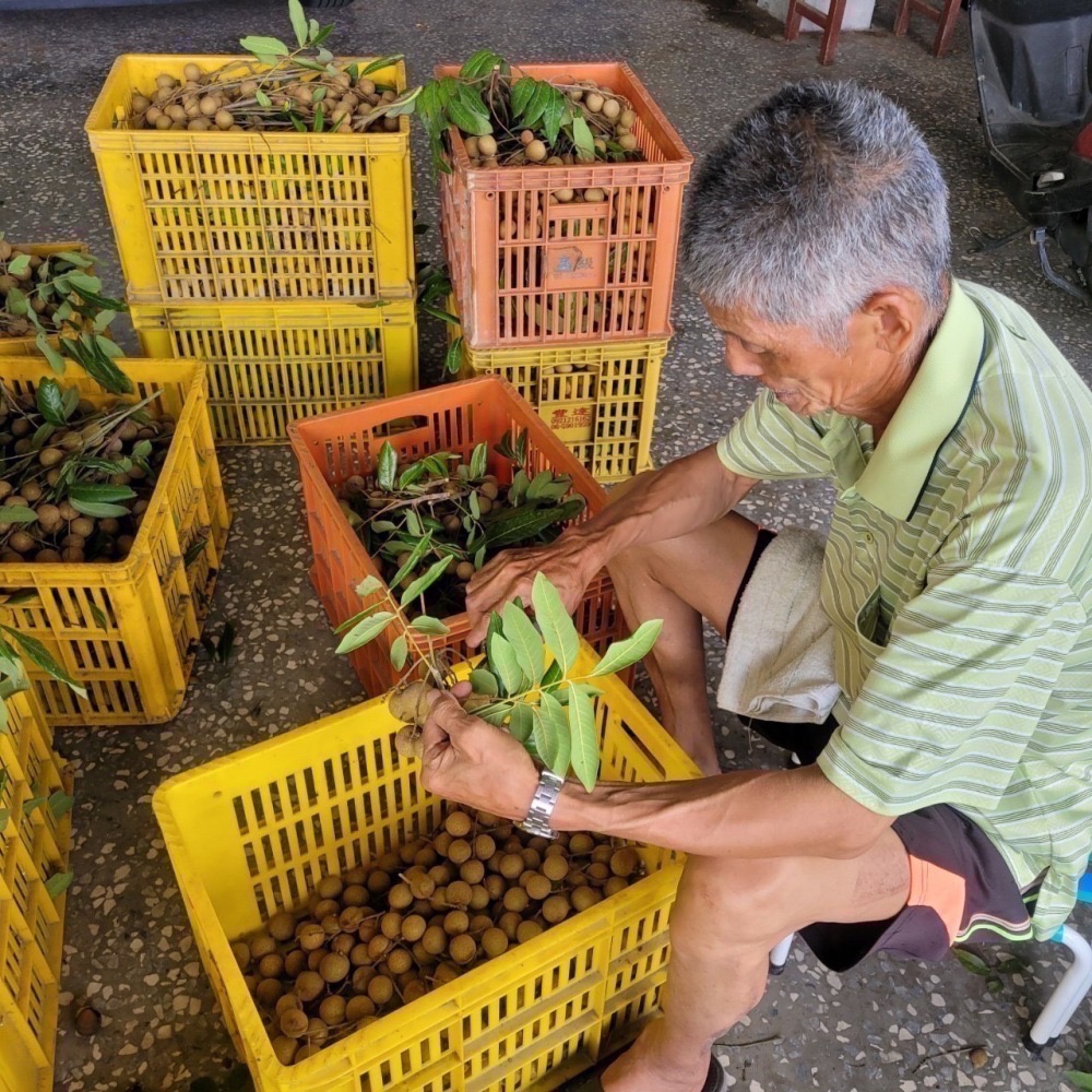 台南東山「賢爸與阿霖」土窯柴燒龍眼乾與龍眼肉-細節圖2