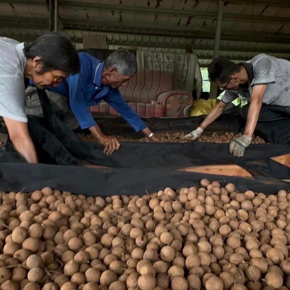 台南東山「賢爸與阿霖」土窯柴燒龍眼乾與龍眼肉-細節圖3