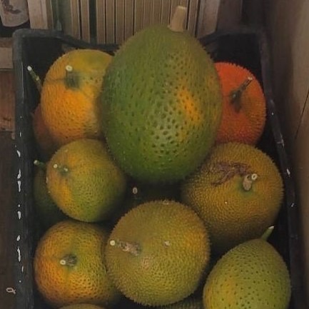 (超商)興爺爺木鱉果[天堂果 茄紅素 胡蘿蔔素 燉雞湯首選 味噌湯好對味 木鱉果汁 蒸蛋 四物湯]-細節圖4