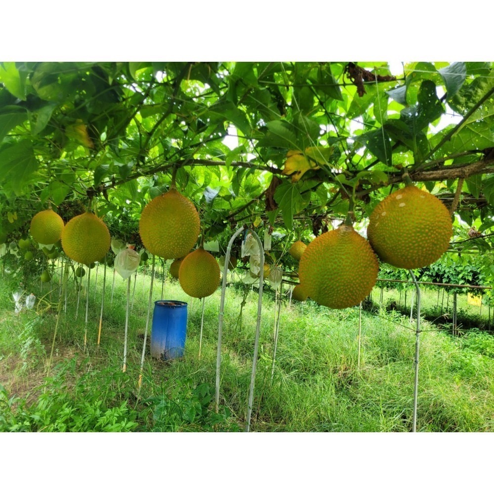 (超商)興爺爺木鱉果[天堂果 茄紅素 胡蘿蔔素 燉雞湯首選 味噌湯好對味 木鱉果汁 蒸蛋 四物湯]-細節圖6