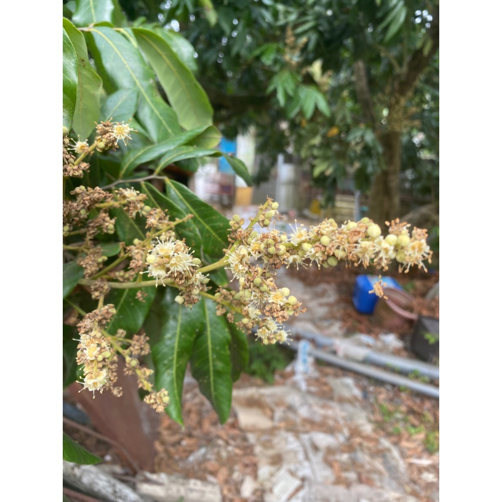 2025年台南東山龍眼花蜜-細節圖4