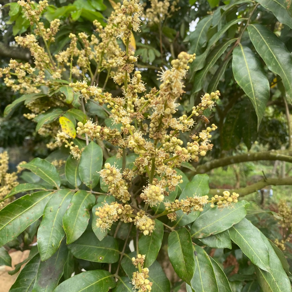 2025年台南東山龍眼花蜜-細節圖5