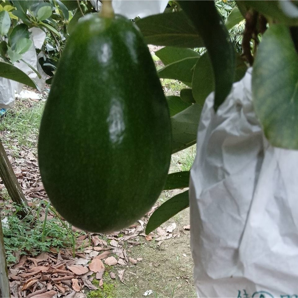 台南東山青皮酪梨🥑-細節圖2